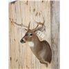 Image 3 : 4x4 Whitetail Shoulder Mount Taxidermy