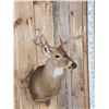 Image 4 : 4x4 Whitetail Shoulder Mount Taxidermy