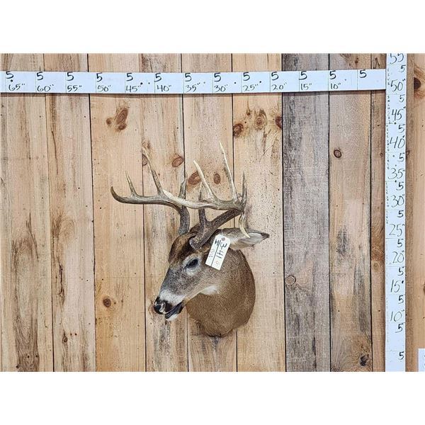 5x5 Whitetail Shoulder Mount Taxidermy
