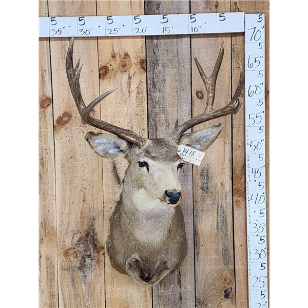 4x5 Mule Deer Shoulder Mount Taxidermy