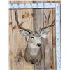 Image 1 : 4x5 Mule Deer Shoulder Mount Taxidermy