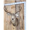 Image 2 : 4x5 Mule Deer Shoulder Mount Taxidermy