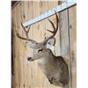 Image 3 : 4x5 Mule Deer Shoulder Mount Taxidermy