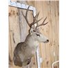 Image 4 : 4x5 Mule Deer Shoulder Mount Taxidermy