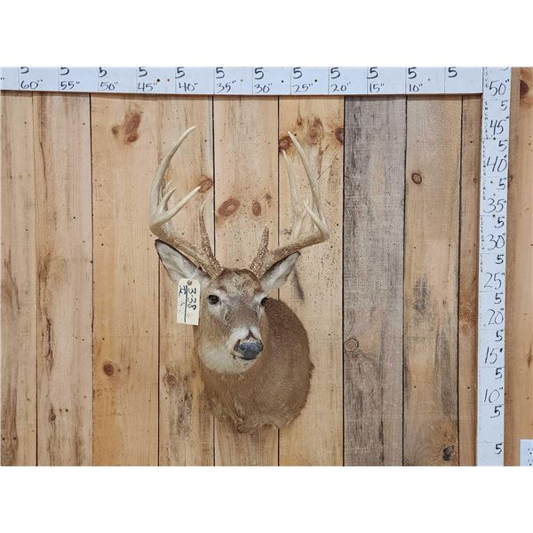 Main Frame 5x5 Whitetail Shoulder Mount Taxidermy