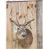 Image 2 : Main Frame 5x5 Whitetail Shoulder Mount Taxidermy