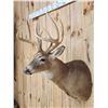 Image 3 : Main Frame 5x5 Whitetail Shoulder Mount Taxidermy