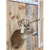 Image 4 : Main Frame 5x5 Whitetail Shoulder Mount Taxidermy
