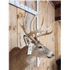 Image 5 : Main Frame 5x5 Whitetail Shoulder Mount Taxidermy