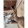 Image 6 : Main Frame 5x5 Whitetail Shoulder Mount Taxidermy