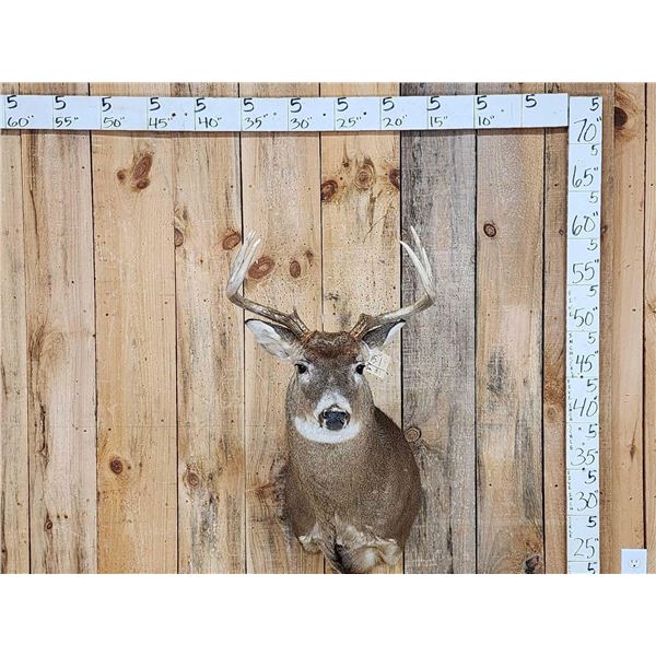 4x4 Whitetail Shoulder Mount Taxidermy