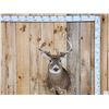 Image 1 : 4x4 Whitetail Shoulder Mount Taxidermy