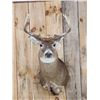 Image 2 : 4x4 Whitetail Shoulder Mount Taxidermy