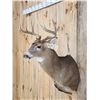 Image 3 : 4x4 Whitetail Shoulder Mount Taxidermy