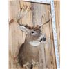 Image 4 : 4x4 Whitetail Shoulder Mount Taxidermy