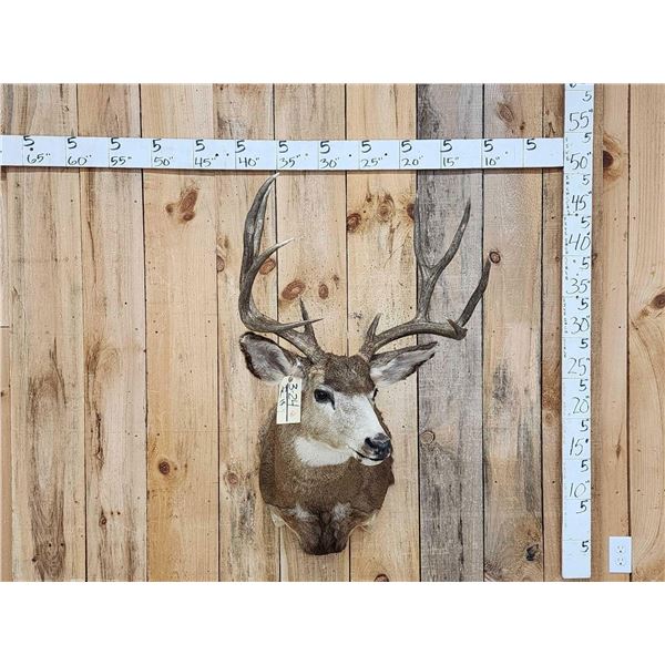 Nice 5x5 Mule Deer Shoulder Mount Taxidermy