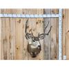 Image 1 : Nice 5x5 Mule Deer Shoulder Mount Taxidermy