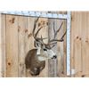Image 2 : Nice 5x5 Mule Deer Shoulder Mount Taxidermy
