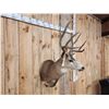 Image 3 : Nice 5x5 Mule Deer Shoulder Mount Taxidermy