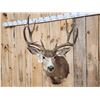 Image 4 : Nice 5x5 Mule Deer Shoulder Mount Taxidermy