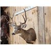 Image 5 : Nice 5x5 Mule Deer Shoulder Mount Taxidermy
