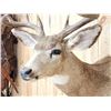 Image 6 : Nice 5x5 Mule Deer Shoulder Mount Taxidermy