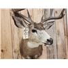 Image 7 : Nice 5x5 Mule Deer Shoulder Mount Taxidermy