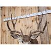 Image 8 : Nice 5x5 Mule Deer Shoulder Mount Taxidermy