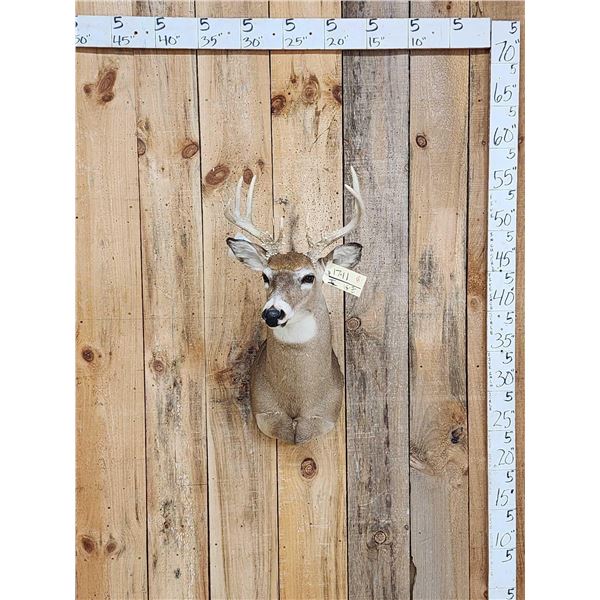 Nice Whitetail Shoulder Mount Taxidermy