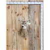 Image 1 : Nice Whitetail Shoulder Mount Taxidermy