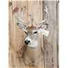 Image 2 : Nice Whitetail Shoulder Mount Taxidermy