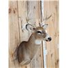 Image 3 : Nice Whitetail Shoulder Mount Taxidermy