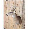 Image 4 : Nice Whitetail Shoulder Mount Taxidermy