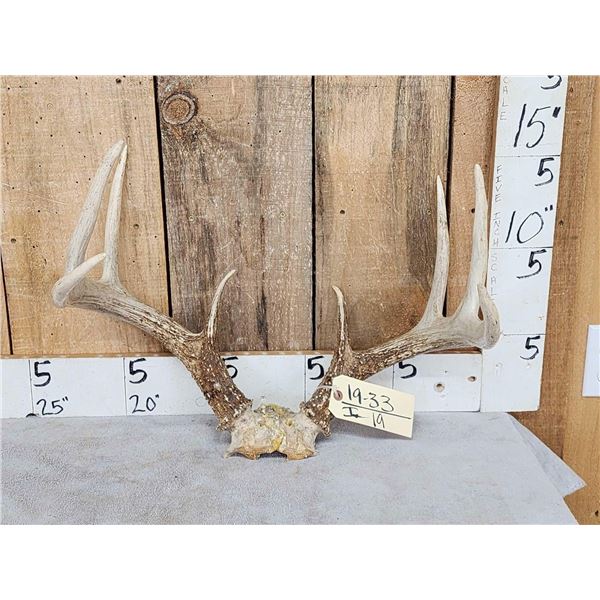 4x5 Whitetail Antlers On Skull Plate