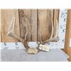 Image 1 : 4x5 Whitetail Antlers On Skull Plate
