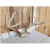 Image 3 : 4x5 Whitetail Antlers On Skull Plate