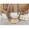 Image 4 : 4x5 Whitetail Antlers On Skull Plate
