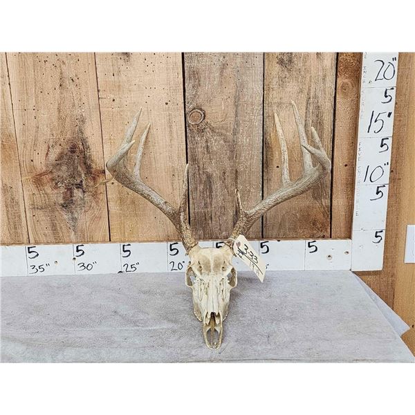 Main Frame 5x5 Whitetail Antlers On Skull
