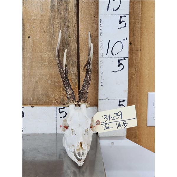 Big Roe Deer Antlers On Full Skull