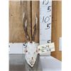 Image 1 : Big Roe Deer Antlers On Full Skull