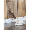 Image 2 : Big Roe Deer Antlers On Full Skull