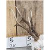 Image 3 : Big Roe Deer Antlers On Full Skull