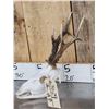 Image 4 : Big Roe Deer Antlers On Full Skull