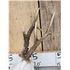Image 5 : Big Roe Deer Antlers On Full Skull