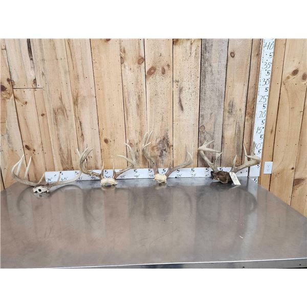 4 Sets Of Whitetail Antlers On Skull Plate