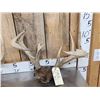Image 2 : 4 Sets Of Whitetail Antlers On Skull Plate