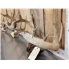 Image 3 : 4 Sets Of Whitetail Antlers On Skull Plate