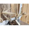 Image 4 : 4 Sets Of Whitetail Antlers On Skull Plate