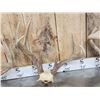 Image 5 : 4 Sets Of Whitetail Antlers On Skull Plate