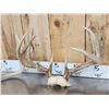 Image 6 : 4 Sets Of Whitetail Antlers On Skull Plate